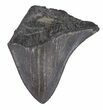 Partial, Megalodon Tooth - Georgia #48895-1